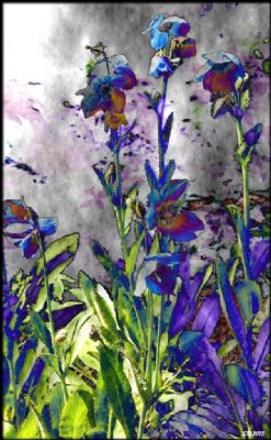 Lillies